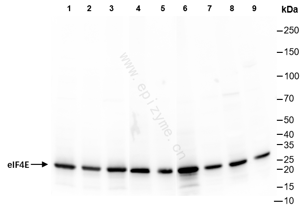 Anti-eIF4E Rabbit mAb [39L32M79]
