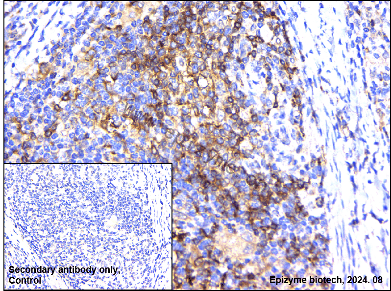 Anti-VAV2 Rabbit mAb [43K64L80]
