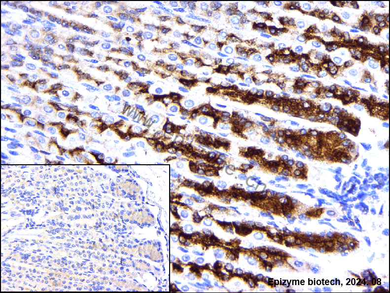 Anti-VAV2 Rabbit mAb [43K64L80]