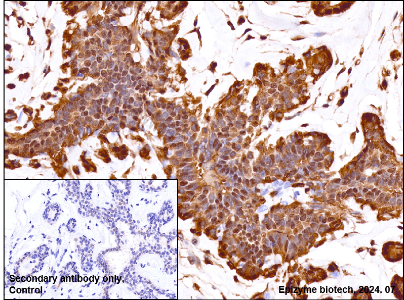Anti-Hsp70 Rabbit mAb [38L56K50]