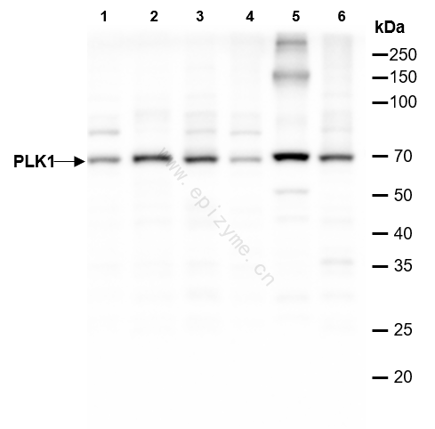 Anti-PLK1 Rabbit mAb [91M71M26]