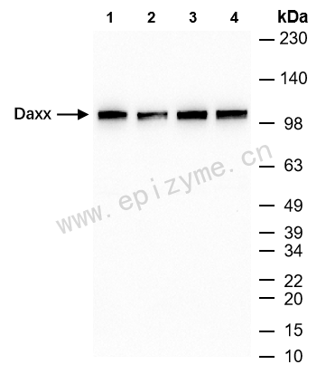 Anti-Daxx Rabbit mAb [23M45K41]