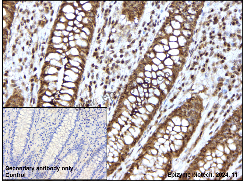 Anti-Daxx Rabbit mAb [23M45K41]