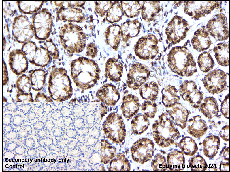 Anti-Daxx Rabbit mAb [23M45K41]