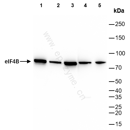 Anti-eIF4B Rabbit mAb [80M50K95]