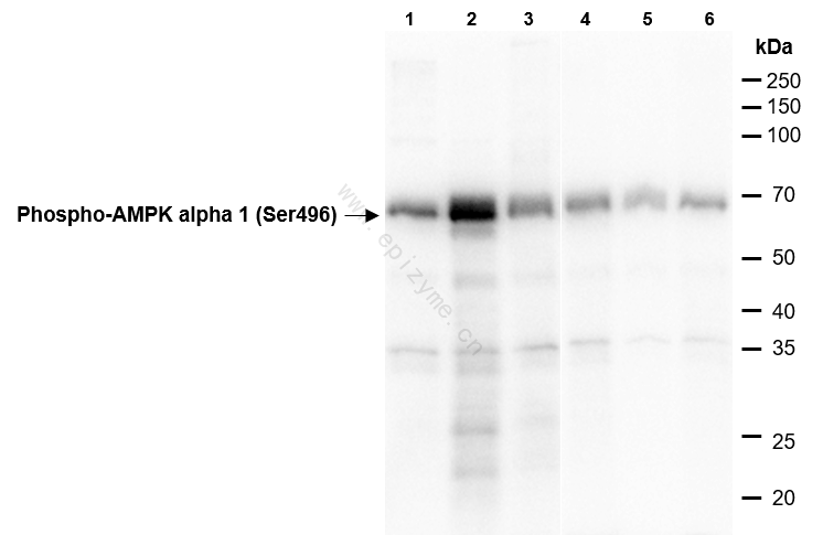 Anti-Phospho-AMPK alpha 1 (Ser496) Rabbit mAb [25M45K61]