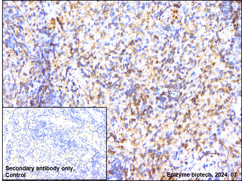 Anti-Phospho-AMPK alpha 1 (Ser496) Rabbit mAb [25M45K61]