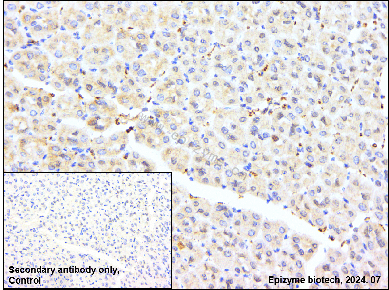 Anti-Phospho-AMPK alpha 1 (Ser496) Rabbit mAb [25M45K61]