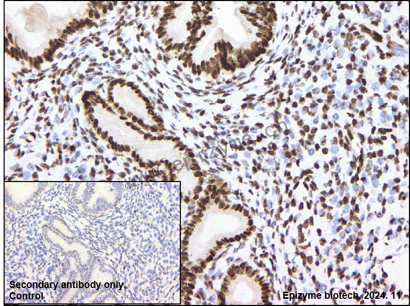 Anti-CTBP2 Rabbit mAb [93M18K58]