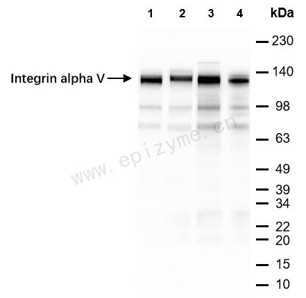 Anti-Integrin alpha V Rabbit mAb [29L34M99]
