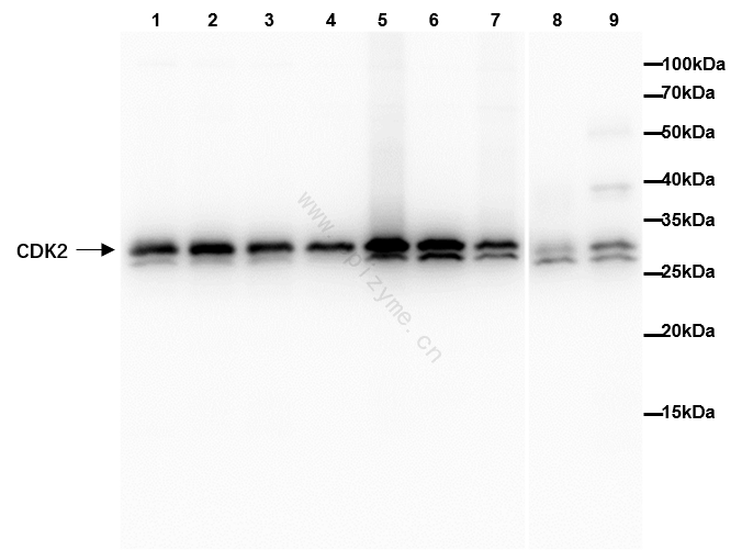 Anti-CDK2 Rabbit mAb [79L15M51]