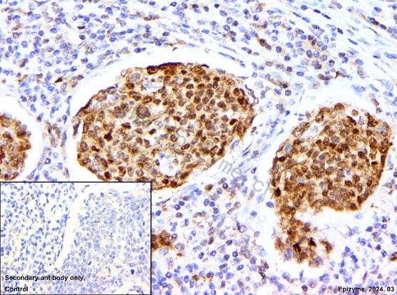 Anti-CDK2 Rabbit mAb [79L15M51]