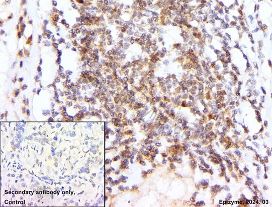 Anti-CDK2 Rabbit mAb [79L15M51]