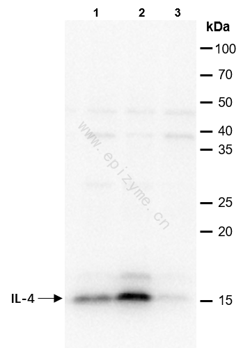 Anti-IL-4 Rabbit mAb [68L68L95]