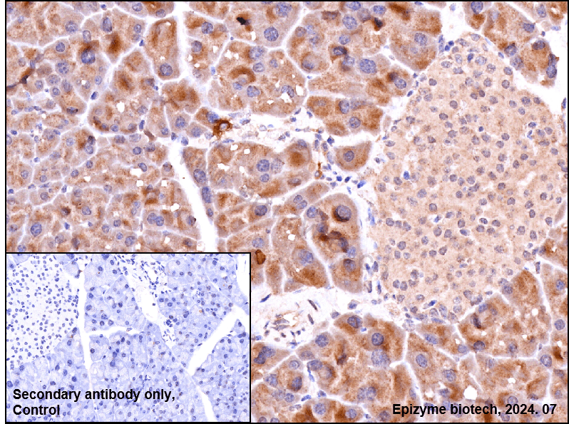 Anti-IL-4 Rabbit mAb [68L68L95]