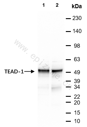 Anti-TEF1/TEAD-1 Rabbit mAb [81L51L45]