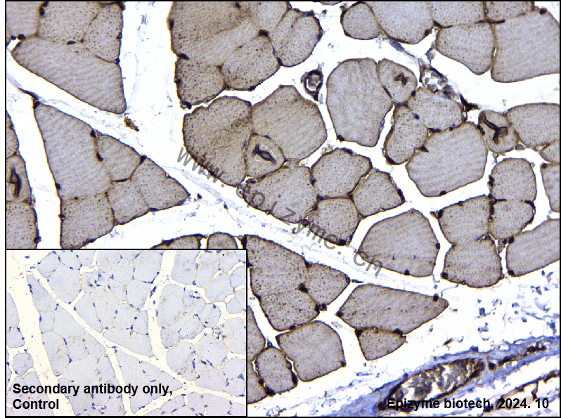 Anti-TEF1/TEAD-1 Rabbit mAb [81L51L45]