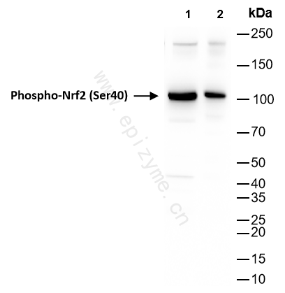 Anti-Phospho-Nrf2 (Ser40) Rabbit mAb [43K50M15]