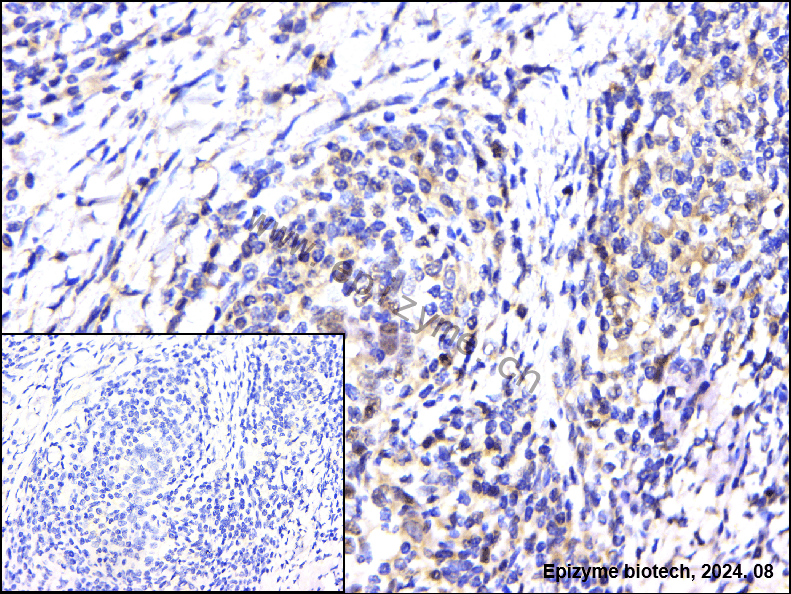 Anti-Phospho-Nrf2 (Ser40) Rabbit mAb [43K50M15]