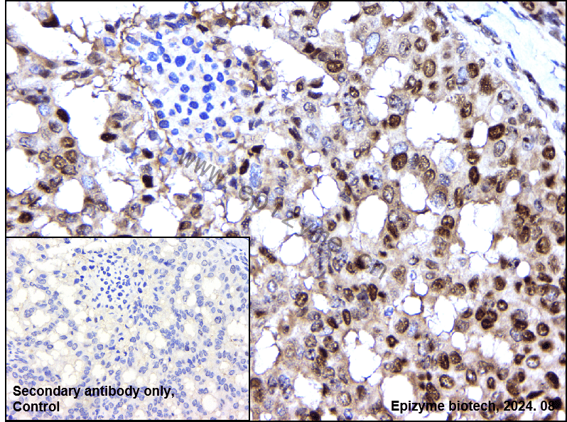 Anti-Phospho-Nrf2 (Ser40) Rabbit mAb [43K50M15]