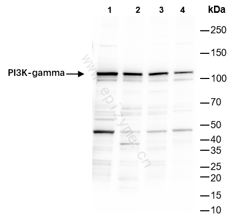 Anti-PI3K-gamma Rabbit mAb [57K12M24]