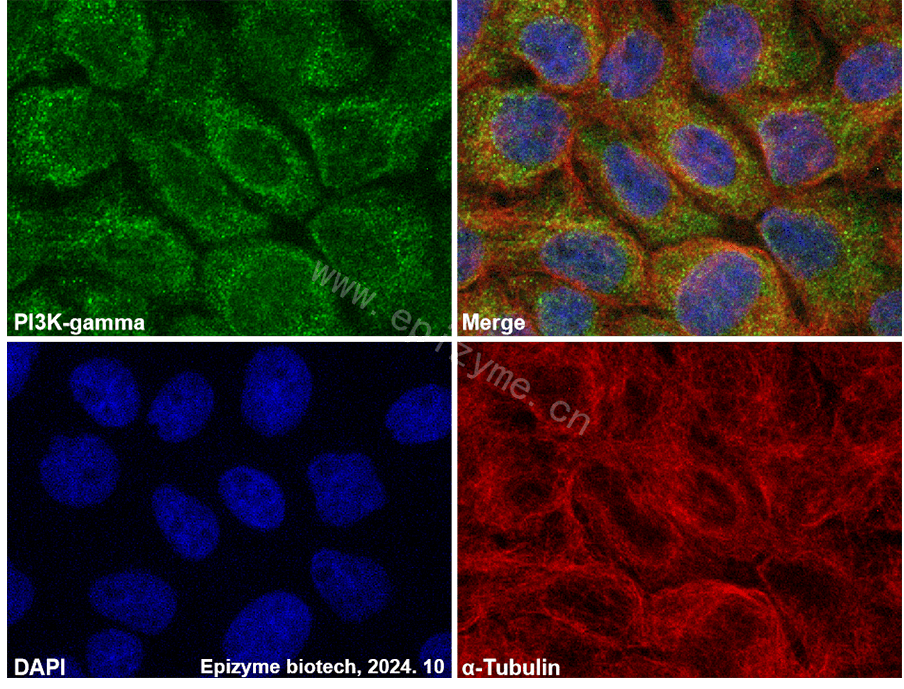Anti-PI3K-gamma Rabbit mAb [57K12M24]