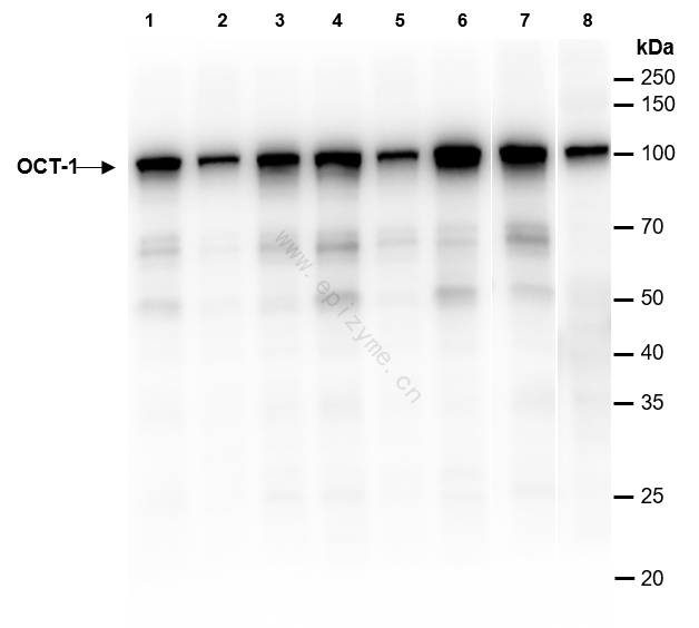 Anti-Oct-1 Rabbit mAb [53L23M31]