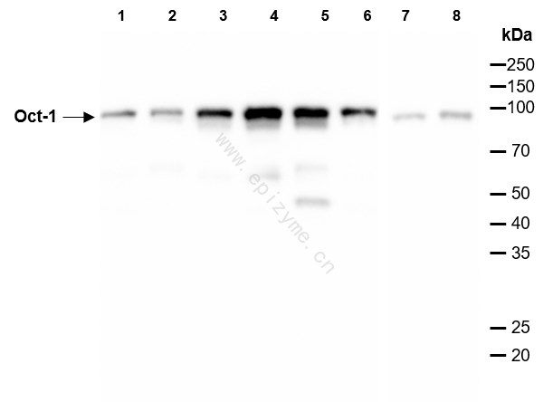 Anti-Oct-1 Rabbit mAb [53L23M31]