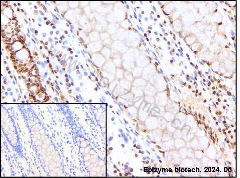 Anti-Oct-1 Rabbit mAb [53L23M31]