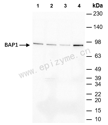 Anti-BAP1 Rabbit mAb [36K69K48]