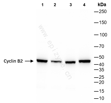 Anti-Cyclin B2 Rabbit mAb [25K68M59]