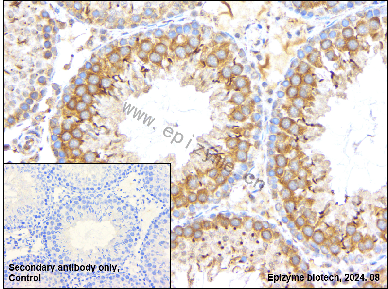 Anti-Cyclin B2 Rabbit mAb [25K68M59]