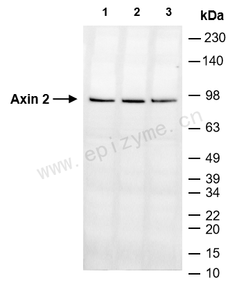 Anti-Axin 2 Rabbit mAb [71L62L64]