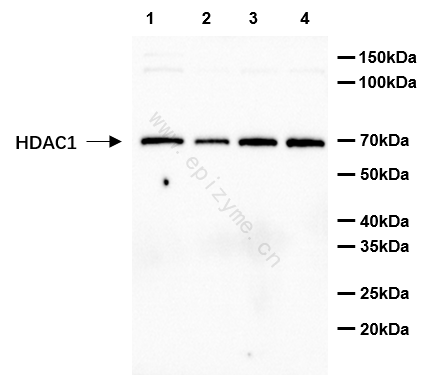 Anti-HDAC1 Rabbit mAb [80M07L65]