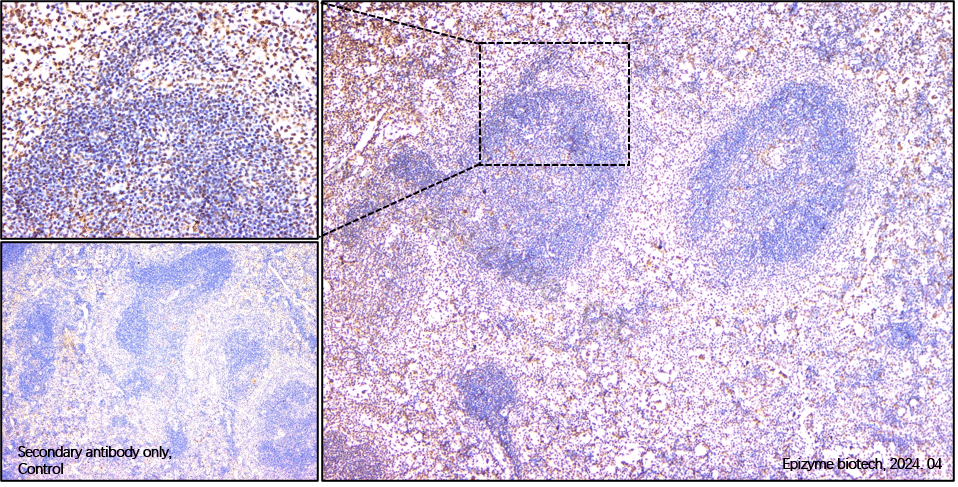 Anti-HDAC1 Rabbit mAb [80M07L65]