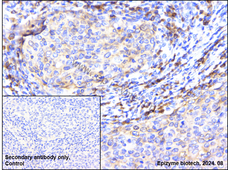 Anti-Phospho-eIF4B (Ser406) Rabbit mAb [73L05M48]