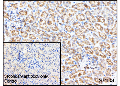 Anti-FAK Rabbit mAb [56K44M73]