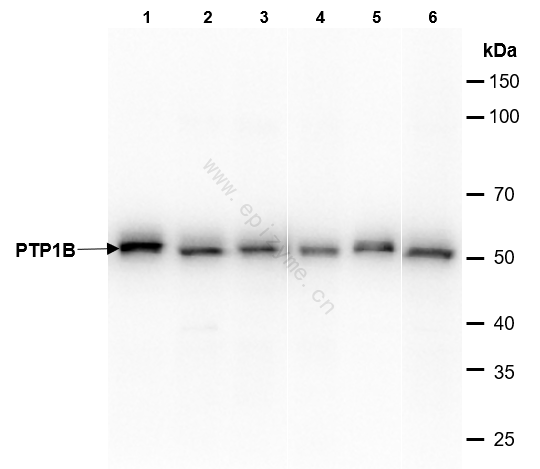 Anti-PTP1B Rabbit mAb [14M54K72]