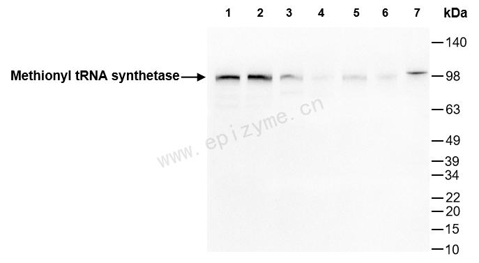Anti-MetRS Rabbit mAb [63M16M17]