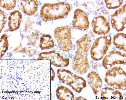 Anti-Beclin 1 Rabbit mAb [41L08L42]