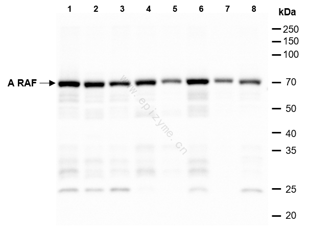 Anti-A RAF Rabbit mAb [57L82M51]