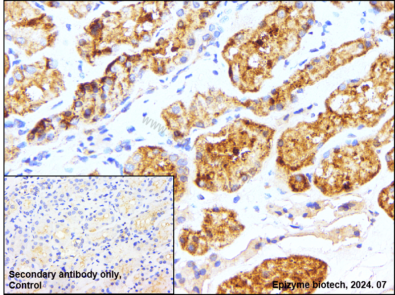 Anti-A RAF Rabbit mAb [57L82M51]