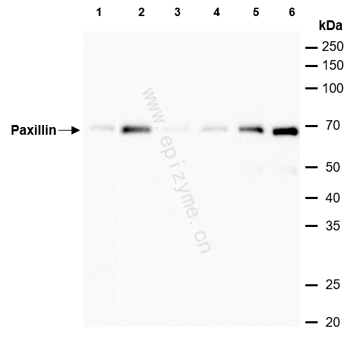 Anti-Paxillin Rabbit mAb [48K71K78]
