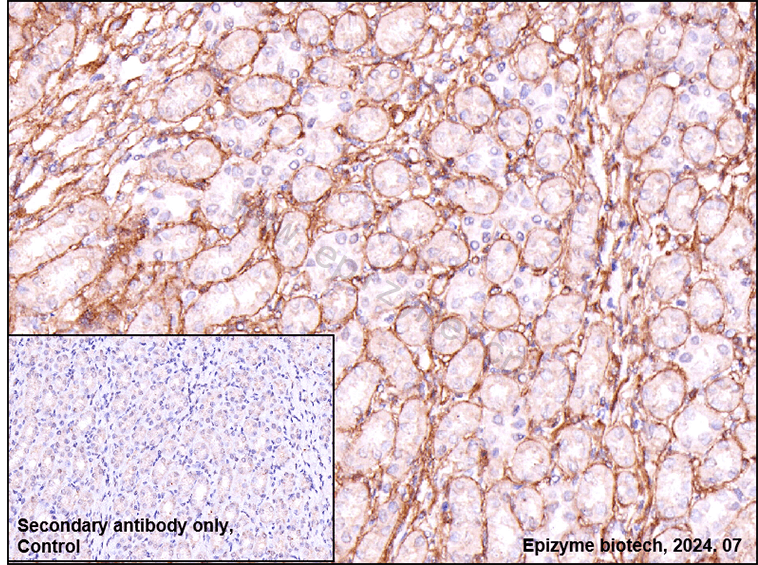 Anti-Paxillin Rabbit mAb [48K71K78]