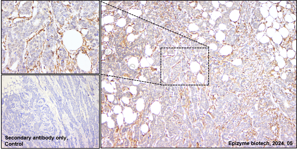 Anti-Phospho-Tau (Ser404) Rabbit mAb [79L99K64]