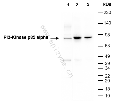 Anti-PI3 Kinase p85 alpha Rabbit mAb [78L02M83]