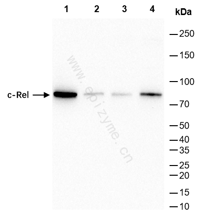 Anti-c-Rel Rabbit mAb [99M07K01]