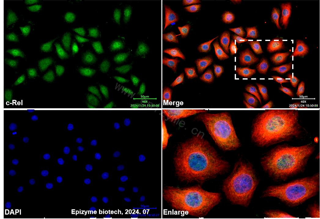 Anti-c-Rel Rabbit mAb [99M07K01]