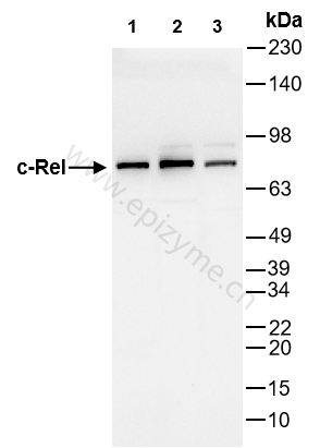 Anti-c-Rel Rabbit mAb [99M07K01]