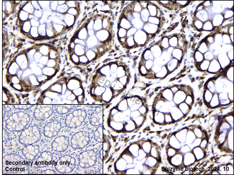 Anti-RACK1 Rabbit mAb [51M96K12]